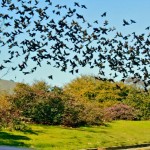 Starlings