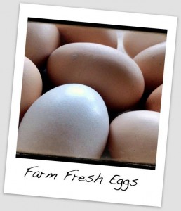 Eggs from Hidden Fortress Farm