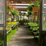 Half Moon Bay Nursery