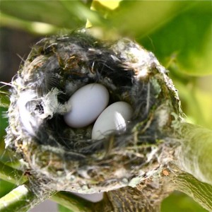 Hummingbird Eggs 3