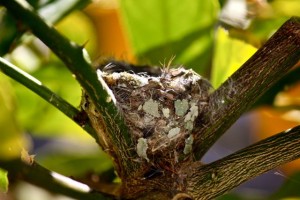 Hummingbird Nest