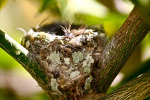 Hummingbird Nest