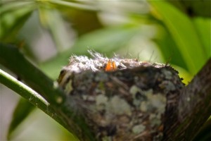 Baby Beaks