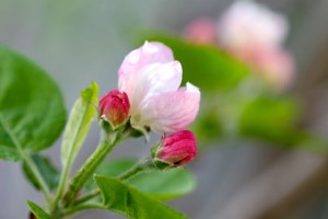 Apple Blossom