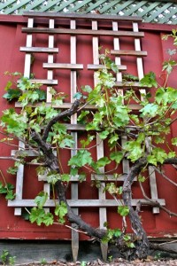 Grape Vine