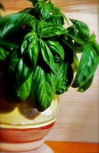 Basil Leaves